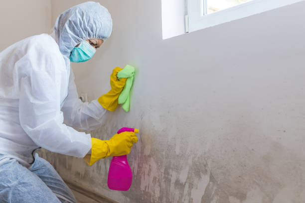 Mold Remediation for Vacation Homes in Kaukauna, WI